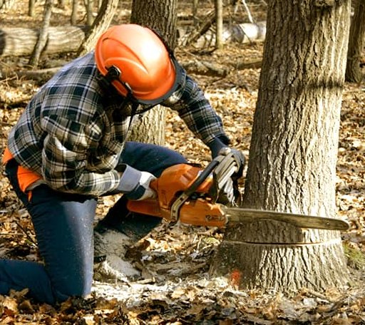 Tree Removal in Denton, NC